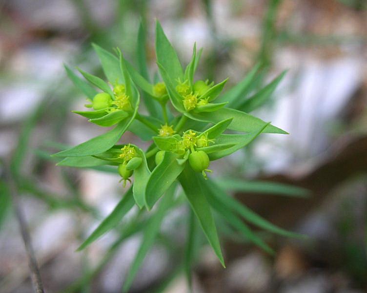 Euphorbia exigua / Euforbia sottile